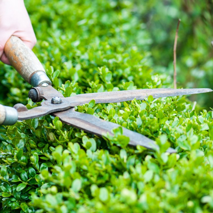 Lawn Care and Landscaping in Grapevine, TX